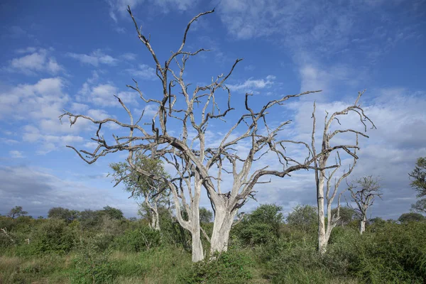 Arbre Mort Dans Savane Afrique Sud — Photo