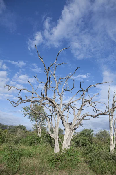 Мертвое Дерево Саванне Юге Африки — стоковое фото