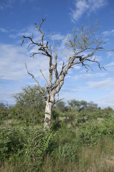 Árvore Morta Savana África Sul — Fotografia de Stock