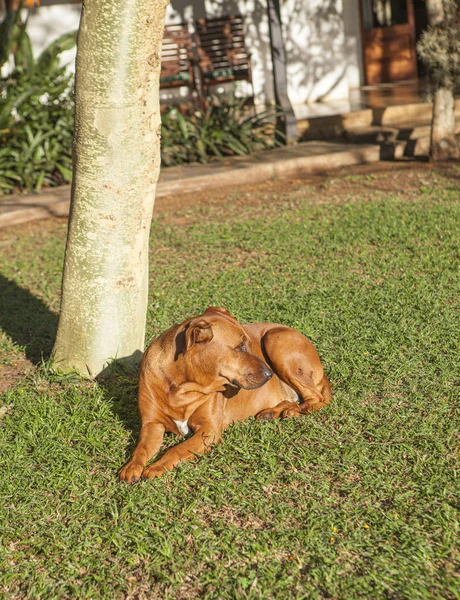 Perro Rodesio Acostado Césped —  Fotos de Stock