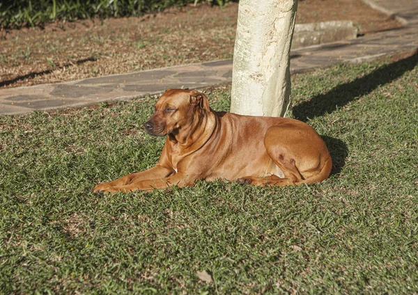 Rhodesian Pies Leżący Trawniku — Zdjęcie stockowe