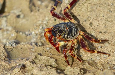 Gelgit için bekleyen renkli yengeç