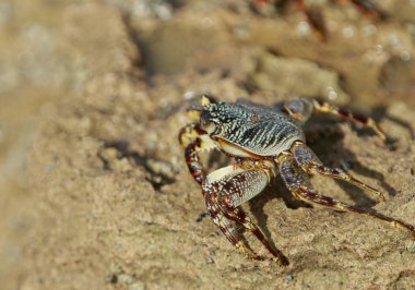 Gelgit için bekleyen renkli yengeç
