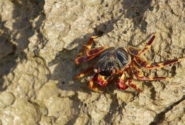 Gelgit için bekleyen renkli yengeç