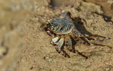 Gelgit için bekleyen renkli yengeç
