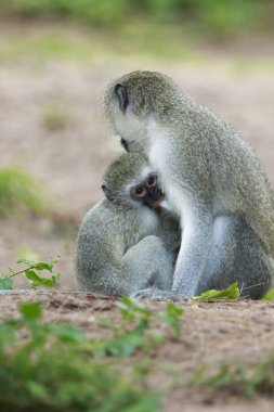 maymun kadın genç korumak