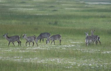 Bush içinde Kudus geazing sürüsü