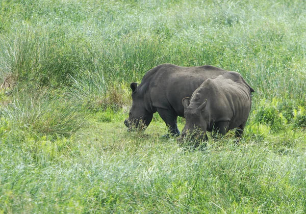 Два Носорога Мирно Пасутся Кустах — стоковое фото