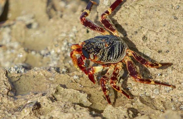 Gelgit için bekleyen renkli yengeç