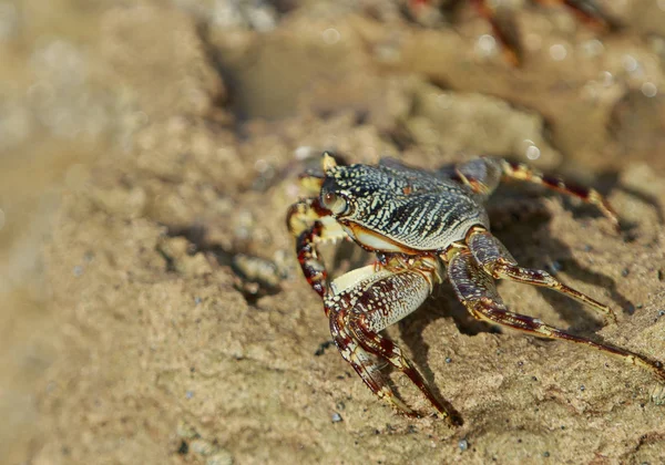 Gelgit için bekleyen renkli yengeç