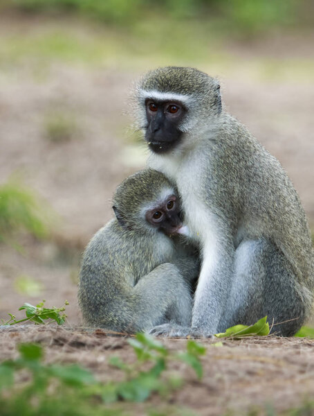 monkey female protecting her youngster