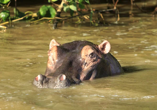 Cabeça Hipopótamo Nadando Rio — Fotografia de Stock