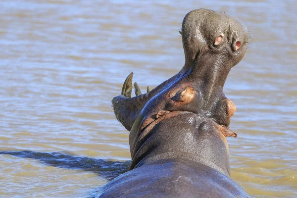 Hipopótamo Água Bocejando — Fotografia de Stock