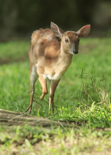 Pequeno Antilope África Sul — Fotografia de Stock