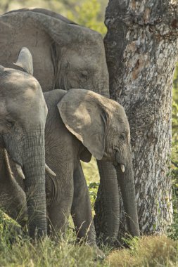Bize yakın geçen filler sürüsü