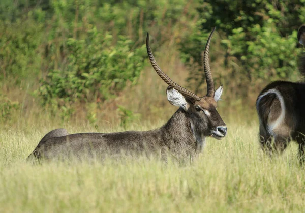 Bonito Macho Kudu Colocado Para Baixo Grama — Fotografia de Stock