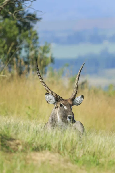 Bonito Macho Kudu Colocado Para Baixo Grama — Fotografia de Stock