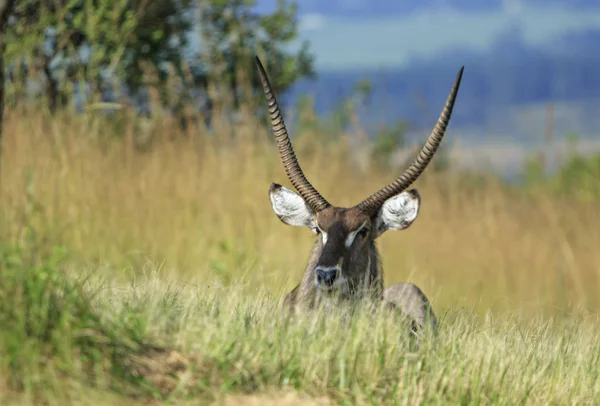 Bonito Macho Kudu Colocado Para Baixo Grama — Fotografia de Stock