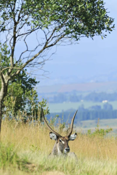 Bonito Macho Kudu Colocado Para Baixo Grama — Fotografia de Stock