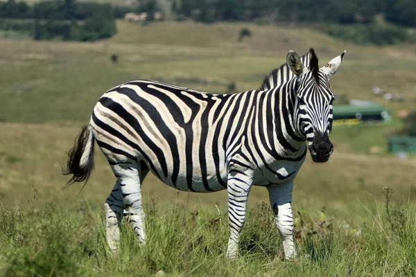 Bush Yalnız Zebra Otlatma — Stok fotoğraf
