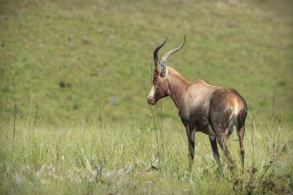 Antilope Solitaria Con Grandi Corna — Foto Stock