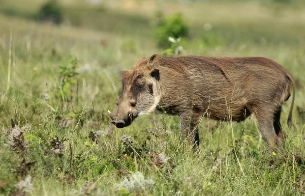 Samotny Warthog Wypas Savanah — Zdjęcie stockowe