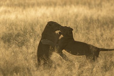 iki aslan yavru Savanah oynarken