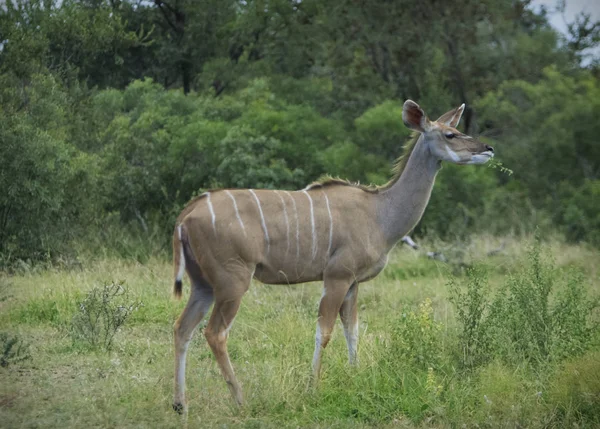 Kudu Pastando Arbusto — Fotografia de Stock