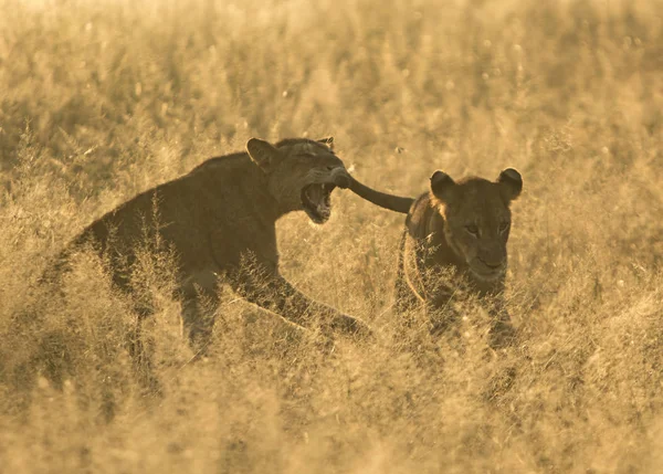 Jonge Leeuwen Spelen Savanne — Stockfoto