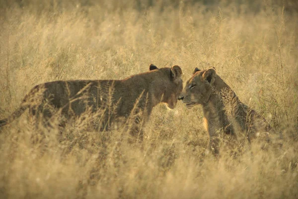 Jeunes Lions Jouant Dans Savane — Photo