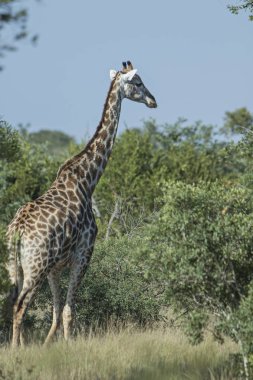 yalnız zürafa yeme ağaç yaprakları