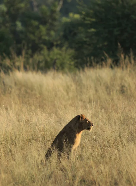 Eenzame Jonge Leeuw Bij Zonsondergang — Stockfoto