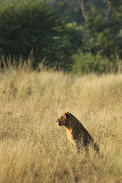 Eenzame Jonge Leeuw Bij Zonsondergang — Stockfoto