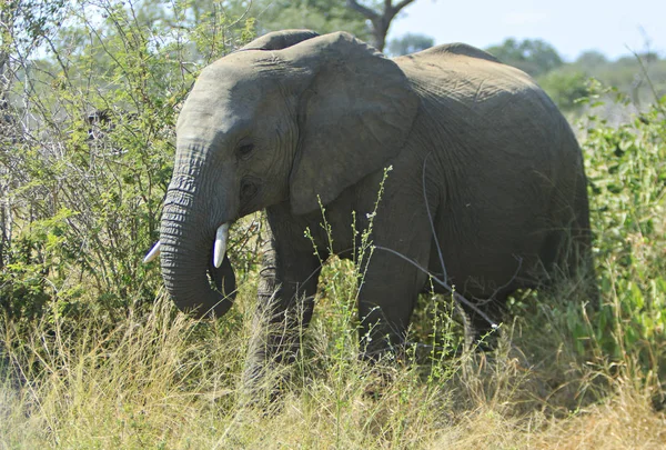 lonely male elephant grazing in the bush