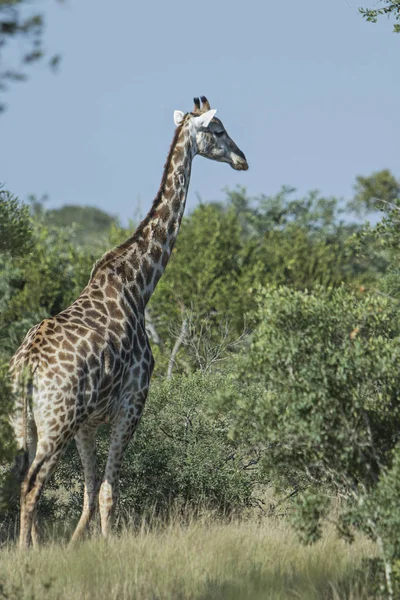 Jirafa Solitaria Comiendo Hojas Árbol — Foto de Stock