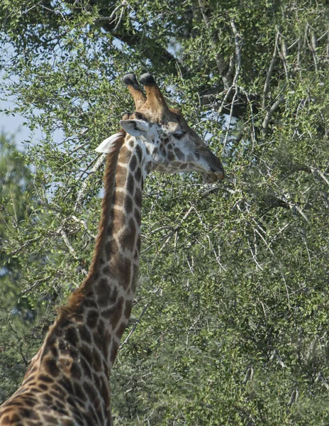 Jirafa Solitaria Comiendo Hojas Árbol — Foto de Stock