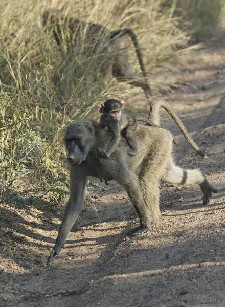 Young Baboon Back His Mother — Stock Photo, Image