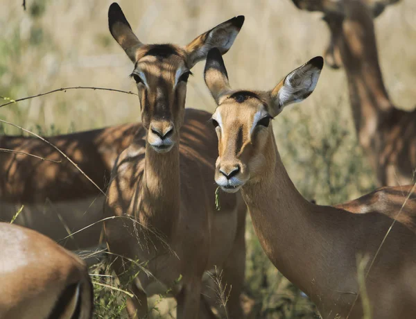 Flock Antiloper Titta Omgivningen — Stockfoto