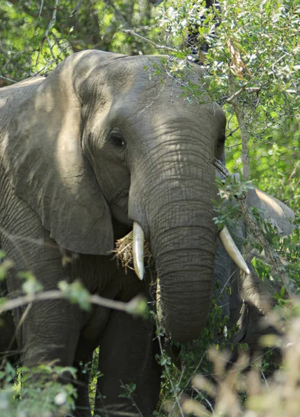 Μοναχικός Αρσενικός Ελέφαντας Που Βόσκει Στο Θάμνο — Φωτογραφία Αρχείου