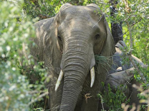 Éléphants Solitaires Mangeant Des Feuilles Afrique Sud — Photo