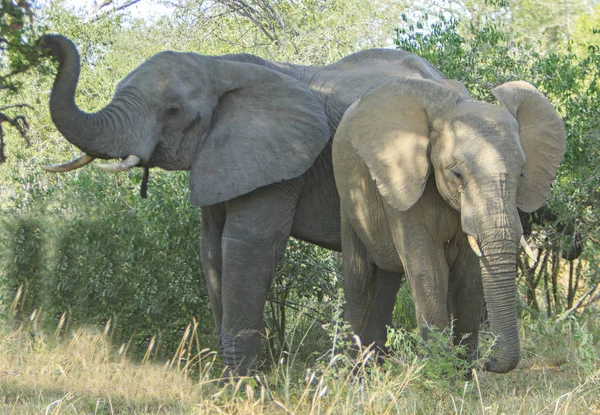 Ελέφαντες Οικογένεια Που Τρώει Φύλλα Στη Νότια Αφρική — Φωτογραφία Αρχείου
