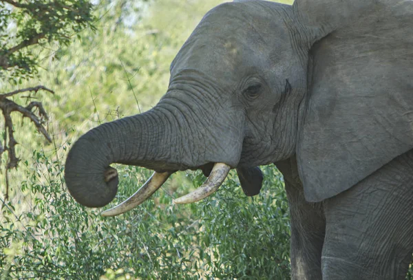 Elefantes Solitários Comendo Folhas África Sul — Fotografia de Stock
