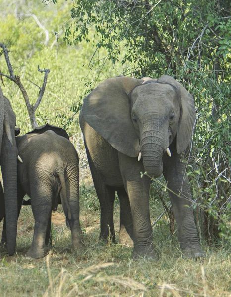Elefantes Familia Comer Hojas Sudáfrica — Foto de Stock