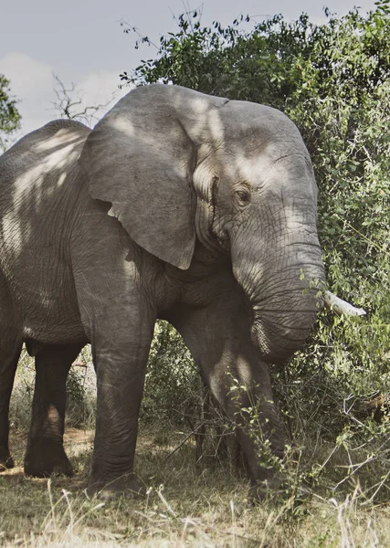 Alter Einsamer Elefant Busch Südafrikas — Stockfoto