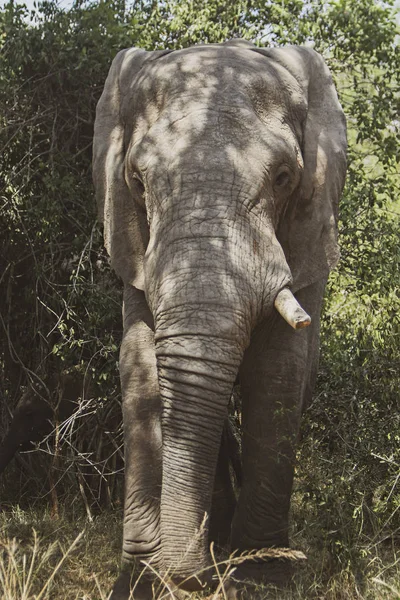Vieux Éléphant Solitaire Dans Brousse Afrique Sud — Photo