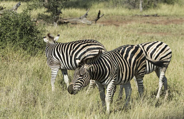 Rebanho Zebras Uma Reserva África Sul — Fotografia de Stock