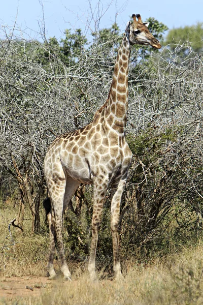 茂みの中の孤独なキリン — ストック写真