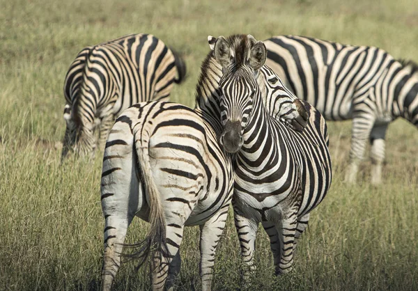 Rebanho Zebras Uma Reserva África Sul — Fotografia de Stock