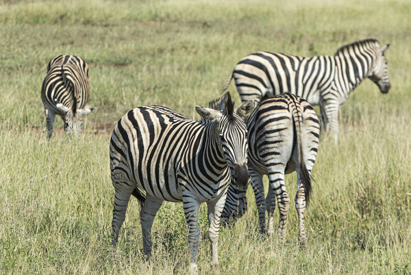 Herd of zebras in a reserve of south africa