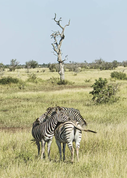 Manada Cebras Una Reserva Sudáfrica — Foto de Stock